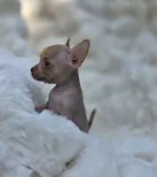 Whisper , a male Xoloitzcuintli and Chihuahua for sale in Camden, AR – 7 of 9