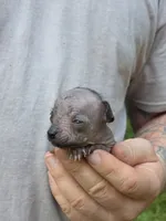 Tozi, a female Xoloitzcuintli and Chihuahua for sale in Camden, AR – 7 of 8