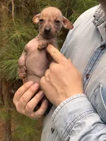 Mummytroll  , a male Xoloitzcuintli and Chihuahua for sale in Camden, AR – 5 of 10