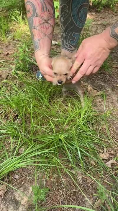 Chewbacca, a male Chihuahua and Chinese Crested for sale in Camden, AR – 10 of 10