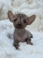 Diva, a female Xoloitzcuintli and Chihuahua for sale in Camden, AR – 5 of 9