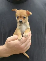 Bella , a female Chihuahua for sale in Camden, AR – 7 of 7