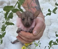 Diva, a female Xoloitzcuintli and Chihuahua for sale in Camden, AR – 6 of 9