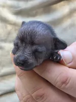 Midnight, a female Xoloitzcuintli and Chihuahua for sale in Camden, AR – 3 of 10