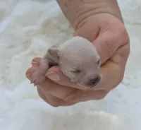 Jewels , a female Xoloitzcuintli and Chihuahua for sale in Camden, AR – 6 of 10
