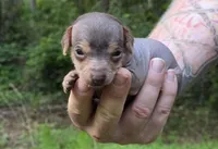 Chua, a male Miniature Dachshund and Chiweenie for sale in Camden, AR – 4 of 8