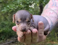 Chua, a male Miniature Dachshund and Chiweenie for sale in Camden, AR – 5 of 8