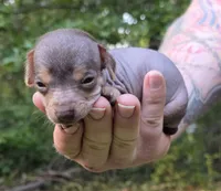 Chua, a male Miniature Dachshund and Chiweenie for sale in Camden, AR – 8 of 8