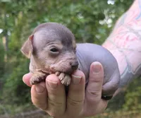 Chua, a male Miniature Dachshund and Chiweenie for sale in Camden, AR – 7 of 8