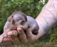 Chua, a male Miniature Dachshund and Chiweenie for sale in Camden, AR – 2 of 8