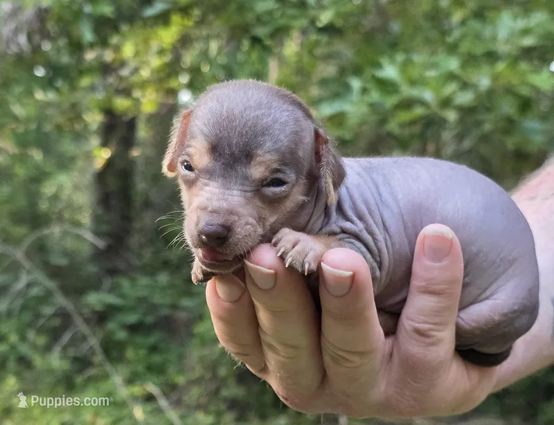 Chua – Miniature Dachshund, Chiweenie puppy for sale in Camden, AR