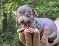 Chua, a male Miniature Dachshund and Chiweenie for sale in Camden, AR – 3 of 8