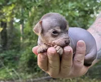 Chua, a male Miniature Dachshund and Chiweenie for sale in Camden, AR – 6 of 8