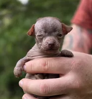 Mushu, a male Xoloitzcuintli and Chihuahua for sale in Camden, AR – 3 of 10