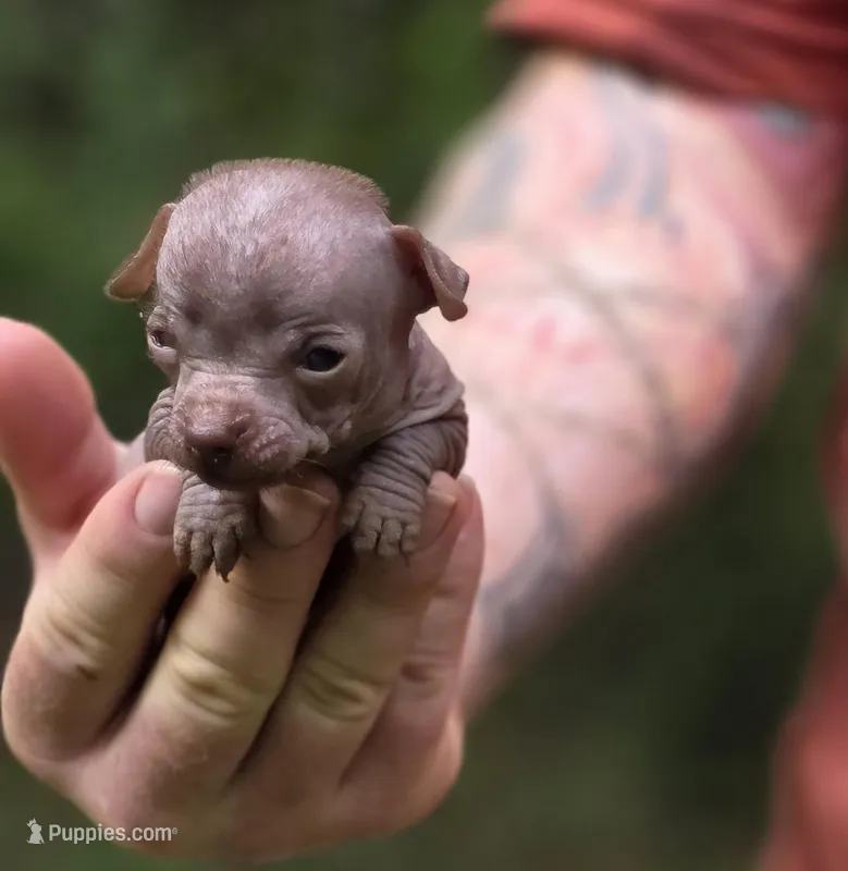 Mushu – Xoloitzcuintli, Chihuahua puppy for sale in Camden, AR