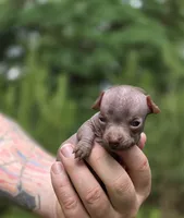 Mushu, a male Xoloitzcuintli and Chihuahua for sale in Camden, AR – 8 of 10
