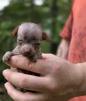 Mushu, a male Xoloitzcuintli and Chihuahua for sale in Camden, AR – 5 of 10