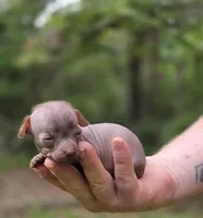 Mushu, a male Xoloitzcuintli and Chihuahua for sale in Camden, AR – 10 of 10