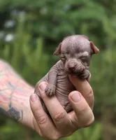 Mushu, a male Xoloitzcuintli and Chihuahua for sale in Camden, AR – 7 of 10