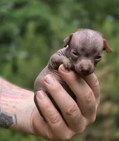 Mushu, a male Xoloitzcuintli and Chihuahua for sale in Camden, AR – 9 of 10