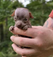 Mushu, a male Xoloitzcuintli and Chihuahua for sale in Camden, AR – 6 of 10