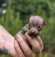 Mushu, a male Xoloitzcuintli and Chihuahua for sale in Camden, AR – 4 of 10