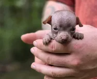 Mushu, a male Xoloitzcuintli and Chihuahua for sale in Camden, AR – 2 of 10