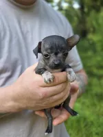 Yaretzi, a female Xoloitzcuintli and Chihuahua for sale in Camden, AR – 2 of 7