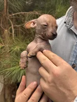 Mummytroll  , a male Xoloitzcuintli and Chihuahua for sale in Camden, AR – 2 of 10