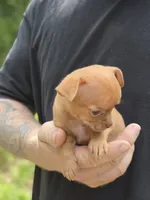 Orange, a male Chihuahua for sale in Camden, AR – 2 of 5