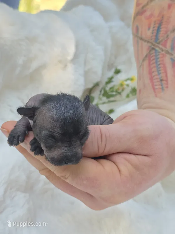Onyx – Xoloitzcuintli, Chihuahua puppy for sale in Camden, AR