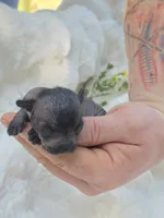 Onyx, a female Xoloitzcuintli and Chihuahua for sale in Camden, AR – 1 of 8
