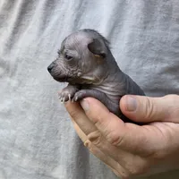 Tozi, a female Xoloitzcuintli and Chihuahua for sale in Camden, AR – 8 of 8