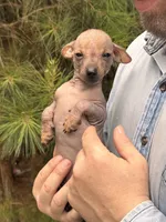 Mummytroll  , a male Xoloitzcuintli and Chihuahua for sale in Camden, AR – 4 of 10