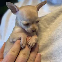 Little Prince, a male Xoloitzcuintli and Chihuahua for sale in Benton, PA – Photo 7 of 10