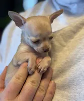 Little Prince, a male Xoloitzcuintli and Chihuahua for sale in Benton, PA – Photo 7 of 10