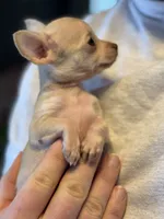 Little Prince, a male Xoloitzcuintli and Chihuahua for sale in Benton, PA – Photo 8 of 10