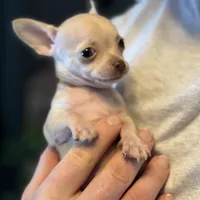 Little Prince, a male Xoloitzcuintli and Chihuahua for sale in Benton, PA – Photo 10 of 10