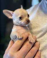 Little Prince, a male Xoloitzcuintli and Chihuahua for sale in Benton, PA – Photo 10 of 10