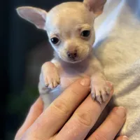 Little Prince, a male Xoloitzcuintli and Chihuahua for sale in Benton, PA – Photo 9 of 10