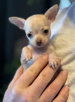 Little Prince, a male Xoloitzcuintli and Chihuahua for sale in Benton, PA – Photo 9 of 10