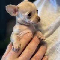 Little Prince, a male Xoloitzcuintli and Chihuahua for sale in Benton, PA – Photo 4 of 10