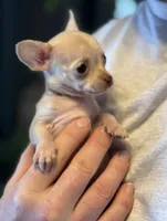 Little Prince, a male Xoloitzcuintli and Chihuahua for sale in Benton, PA – Photo 4 of 10