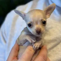 Little Prince, a male Xoloitzcuintli and Chihuahua for sale in Benton, PA – Photo 5 of 10