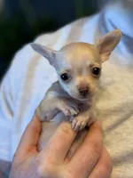 Little Prince, a male Xoloitzcuintli and Chihuahua for sale in Benton, PA – Photo 5 of 10