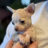 Little Prince, a male Xoloitzcuintli and Chihuahua for sale in Benton, PA – Photo 3 of 10