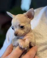 Little Prince, a male Xoloitzcuintli and Chihuahua for sale in Benton, PA – Photo 3 of 10
