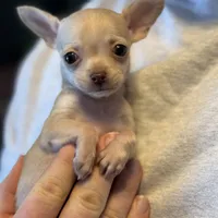 Little Prince, a male Xoloitzcuintli and Chihuahua for sale in Benton, PA – Photo 2 of 10