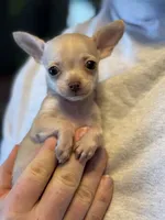Little Prince, a male Xoloitzcuintli and Chihuahua for sale in Benton, PA – Photo 2 of 10