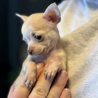 Little Prince, a male Xoloitzcuintli and Chihuahua for sale in Benton, PA – Photo 6 of 10